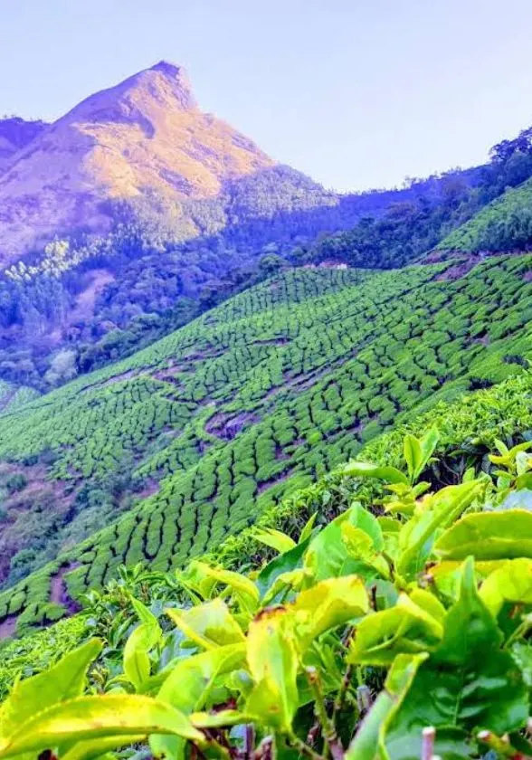 Munnar Tea Garden
