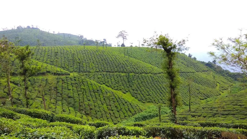 Valparai Budget Family Tour