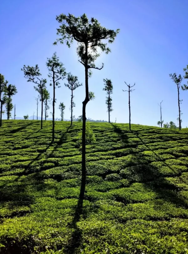 Valparai-Topslip-Tour-Packages-