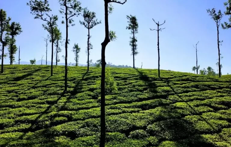 Valparai-Topslip-Tour-Packages-