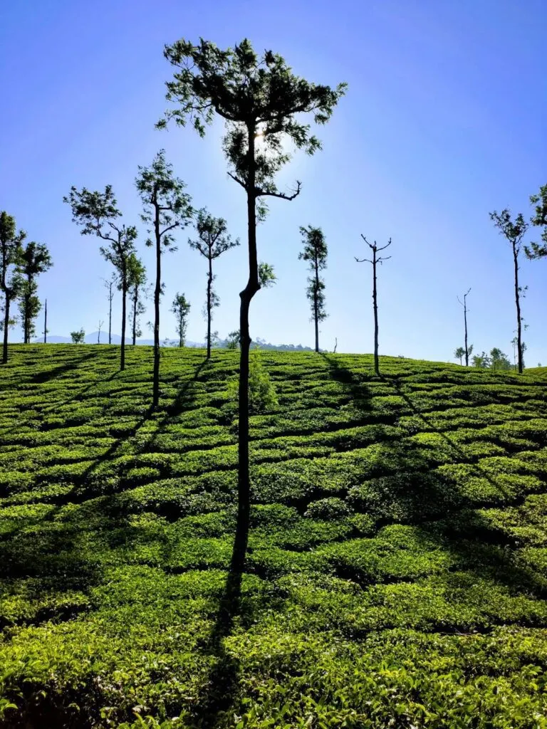 Valparai-Topslip-Tour-Packages-